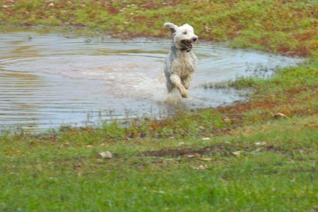 /images/events/39/Big wet dog.jpg